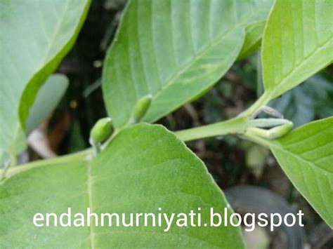 Endah Murniyati's Journey: FLOWER BUDS FROM A NEGLECTED GUAVA TREE