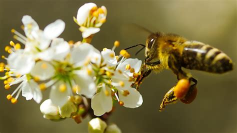 Qu Pasar A Si Desaparecieran Las Abejas