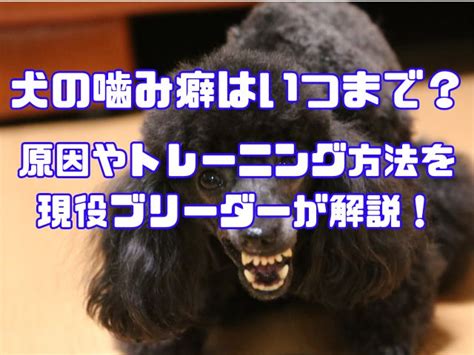 犬の噛み癖はいつまで？原因やトレーニング方法を現役ブリーダーが解説！ グローバルブログ