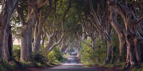 Panorama of Dark Hedges in the Morning, Northern Ireland, United Kingdom