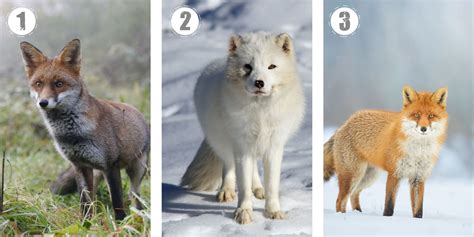 Test de personnalité Choisissez un petit renard et découvrez quel