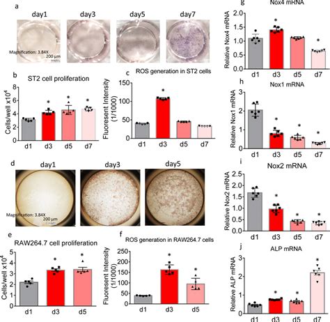 Nox Expression And Ros Production In Bone Cells During Their Download Scientific Diagram