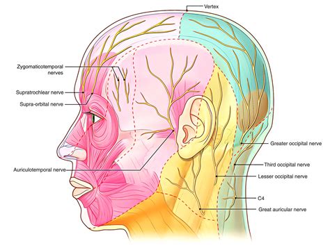 Occipital Belly Of Occipitofrontalis