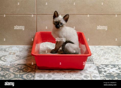 Housebroken Siamese Kitten Sitting In Cats Toilet Or Kitty Litter Box