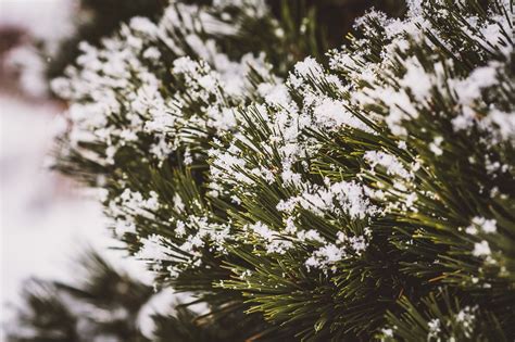 Pine Snow Tree - Free photo on Pixabay - Pixabay