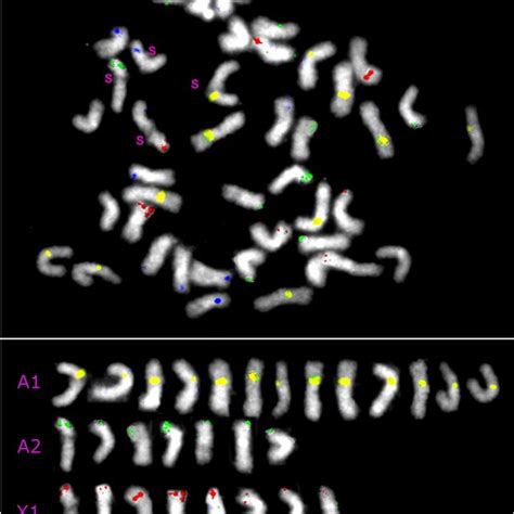 Left, metaphase of testis with 4 maternally derived S chromosomes... | Download Scientific Diagram