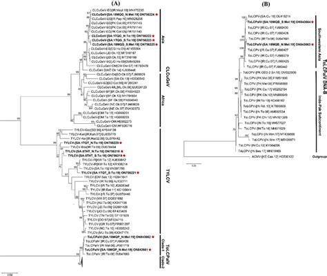 Maximum Likelihood Phylogenic Dendrograms Showing The Evolutionary