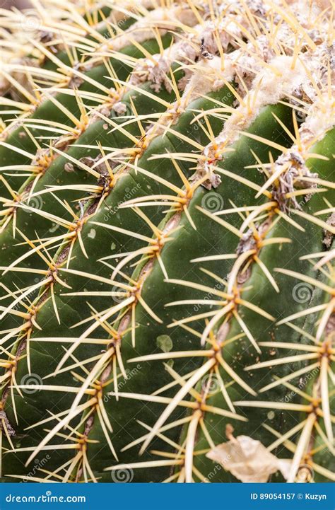 Extreme Close Up On Sharp Cactus Spikes Stock Image Image Of Background Evergreen 89054157