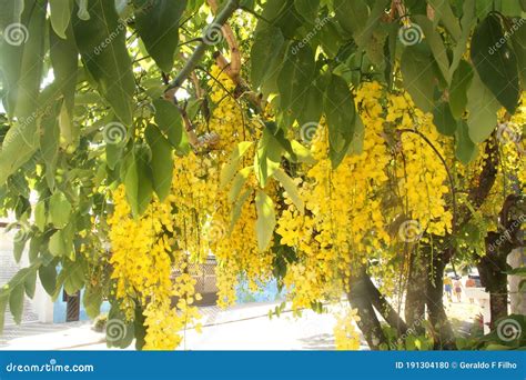 Blossom from the Golden Shower Tree Acácia amarela Cássia imperial