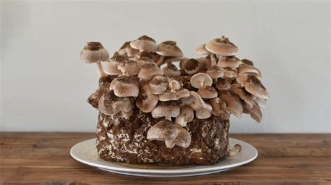 Growing Shiitake Mushrooms At Home The Complete Guide
