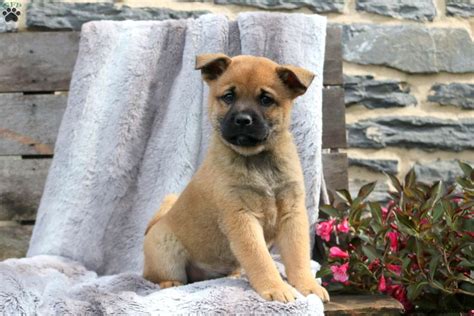 Isaiah - Shiba Inu Mix Puppy For Sale in Pennsylvania