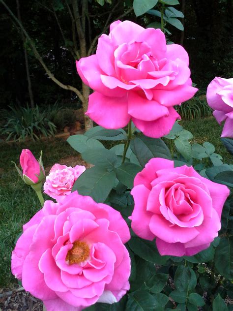 Pink Passion Rose Passion Roses Rose Beautiful Roses