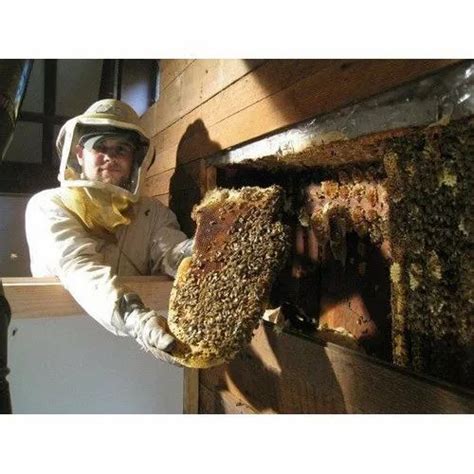 Honey Bee Hive Removal Service in Bengaluru | ID: 4746021448