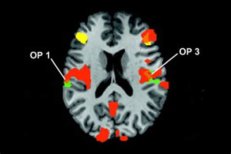 Metaphors Activate Sensory Areas Of Brain Healts Blogs