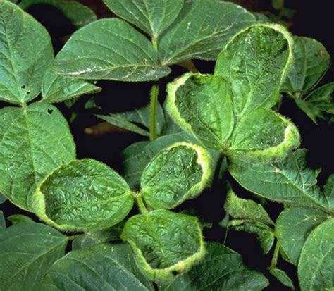 Dicamba Drift Sows Trouble In Arkansas