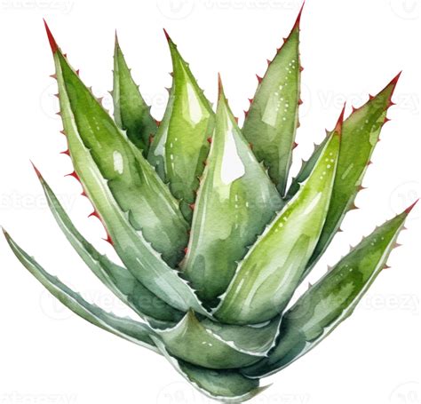 Aloe Vera Plant Watercolor Illustration Png