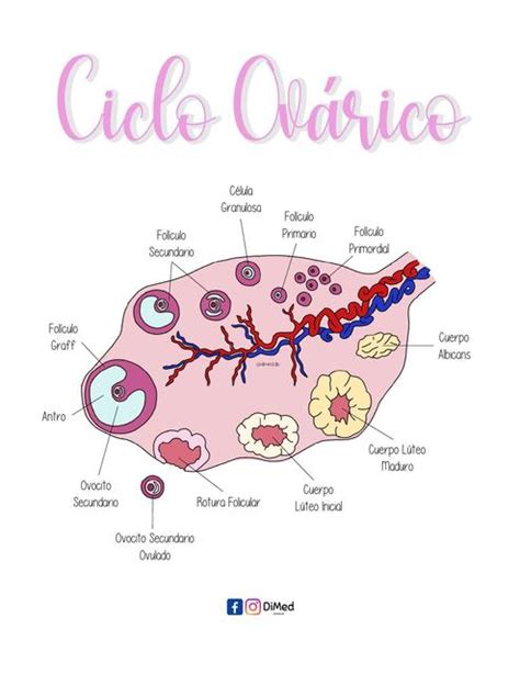 Ciclo Ovarico De La Mujer Esquemas Y Mapas Conceptuales De Porn Sex