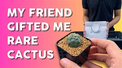 Potting Tips And Care Guide Unboxing 10 Rare Astrophytum Asterias 🌵 Youtube