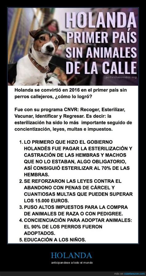 ¡cuánta Razón Así Se Consigue Un País Sin Perros Callejeros