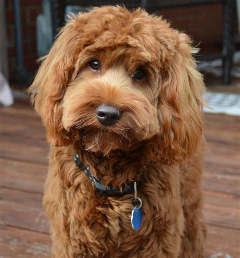 Australian Labradoodles At Halton Hills Labradoodle Haircut