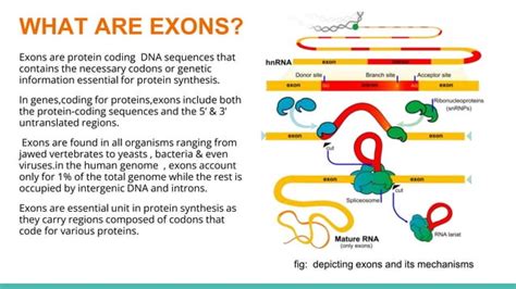 RNA Splicing Presentation Pptx