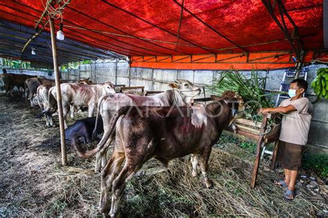 Permintaan Hewan Kurban Menjelang Idul Adha Antara Foto