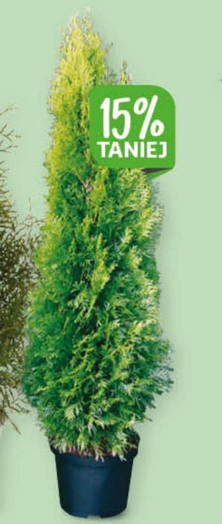 Thuja 15 TANIEJ Promocja Auchan Hipermarket Ding Pl