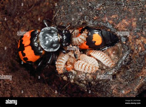 Burying Beetle (Necrophorus vespilloides, Nicrophorus vespilloides ...