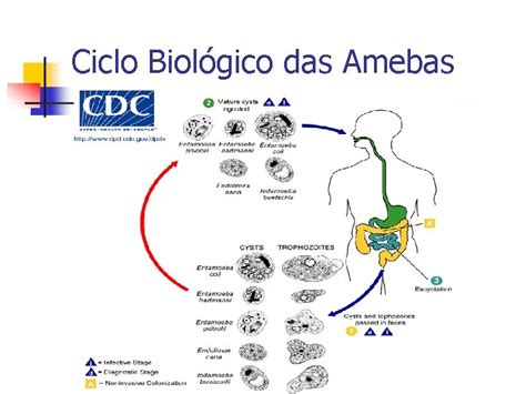 Universidade Federal Do Amazonas Departamento De Parasitologia Amebas