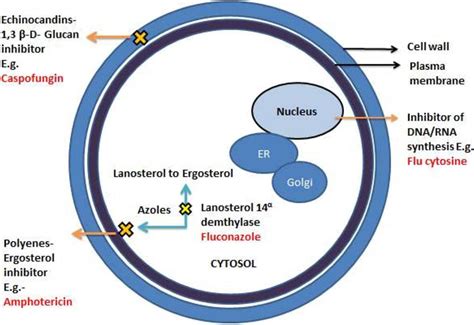 Frontiers Mechanistic Understanding Of Candida Albicans Biofilm