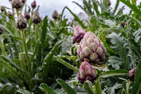 Artischocken Pflanzen Pflegen Berwintern Plantura