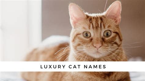 200 Luxury Cat Names: Luxe Names for Posh Paws!