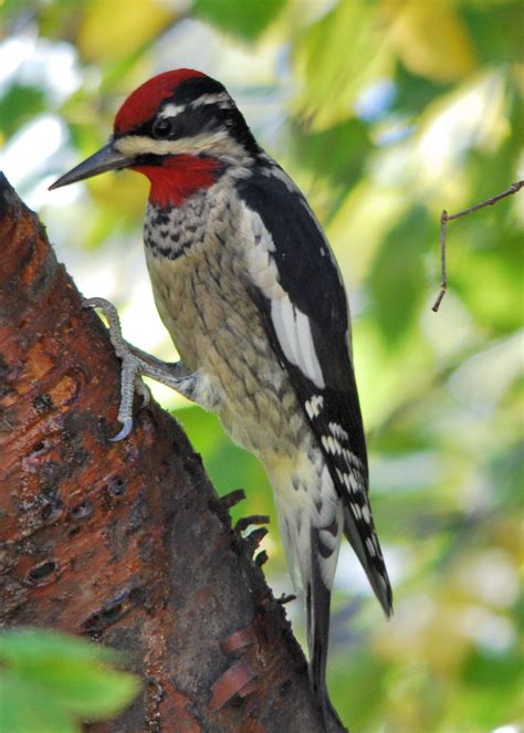 Red Naped Sapsucker Estes Park Co 43 Pretty Birds Most