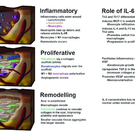 The stages of wound healing. a) The inflammatory phase begins with the... | Download Scientific ...