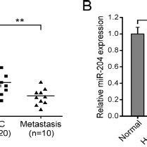 R Suppresses Icc Cell Migration And Invasion In Vitro A Huh