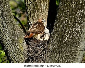 Red Tailed Hawk Nest Near Paterson Stock Photo 1726089280 | Shutterstock