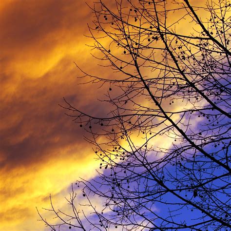 Fotos Gratis Rbol Rama Nube Cielo Amanecer Puesta De Sol Luz