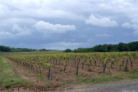 A La D Couverte Du Muscadet Au Domaine M Nard Gaborit