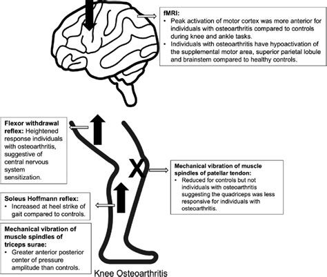 Visual Summary Representation Of The Different Neurophysiological