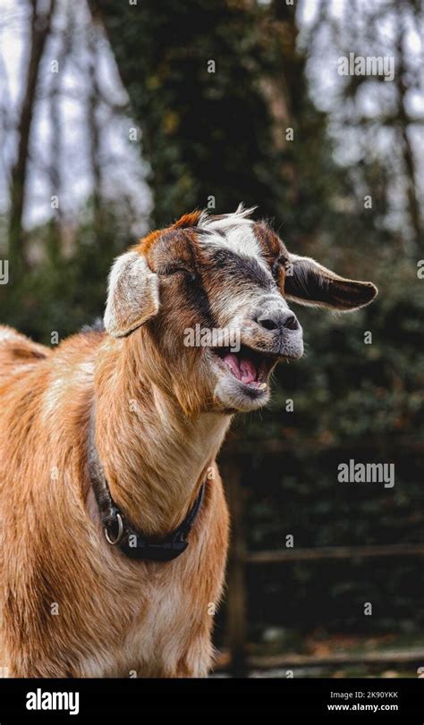 A vertical shot of an Australian miniature goat bleating Stock Photo ...