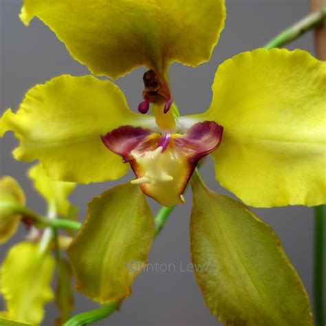 Crytochillum Macranthum Columbia Peru Ecuador We Start Oncidium Week