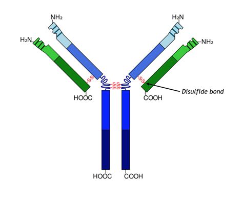 Antibody Structure Diagram Quizlet