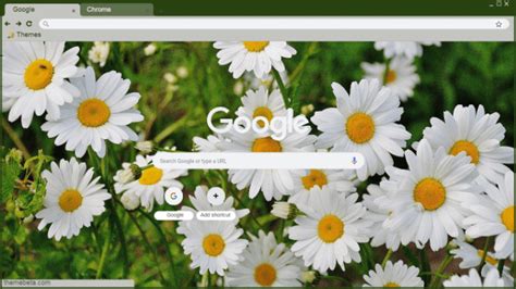 Chrysanthemum Flower Wallpaper Chrome Theme ThemeBeta