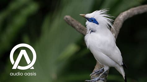 Birds Chirping 5 Minutes Of Bird Sounds Relaxation Birds Chirping