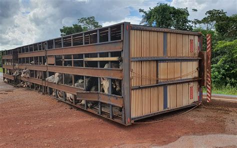 Carreta que levava gado tomba e deixa animais mortos em Barra do Garças