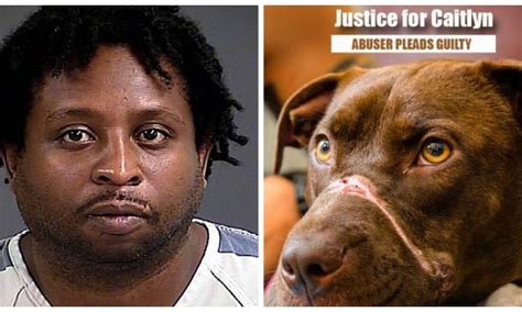 Man Pleads Guilty To Taping Dogs Mouth Shut