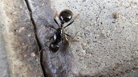 Wingless Queen Messor Barbarus Comunidad De Madrid Spain