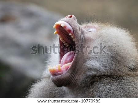 Baboon Monkey Showing Teeth Stock Photo 10770985 - Shutterstock