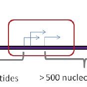 The schematic representation of the 5‘ ends of the TSSs. Each TSS ... 