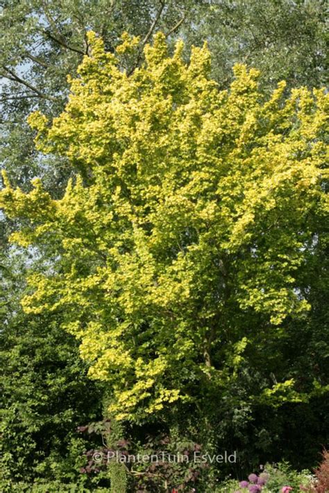 Ulmus Hollandica Wredei Plantentuin Esveld